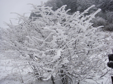 神農(nóng)架婦女節(jié)里喜降桃花雪