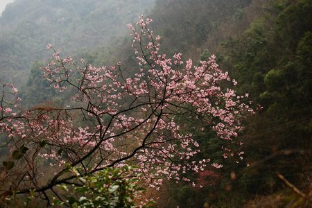 神農(nóng)架婦女節(jié)里喜降桃花雪