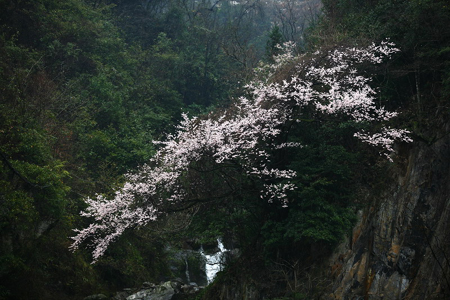 神農(nóng)架婦女節(jié)里喜降桃花雪