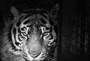 沈陽(yáng)11只老虎死亡 員工曝死虎被釀虎骨酒