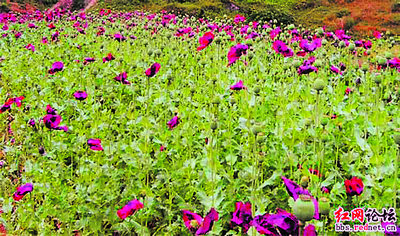 湖南山村發(fā)現疑似罌粟花 縣政法委調查(圖)