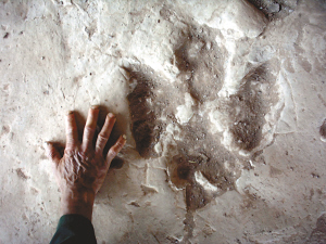 綦江發(fā)現(xiàn)立體恐龍足跡 專家:可看到腳趾瞬間變化
