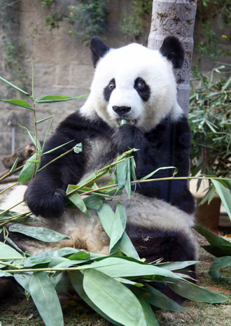 亞運(yùn)會吉祥物“盼盼”原型巴斯福州過“百歲”生日