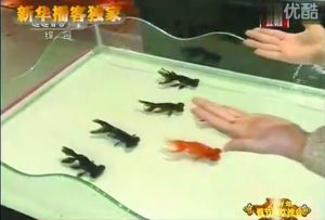 53家動(dòng)保組織致信央視要求停演金魚(yú)魔術(shù)