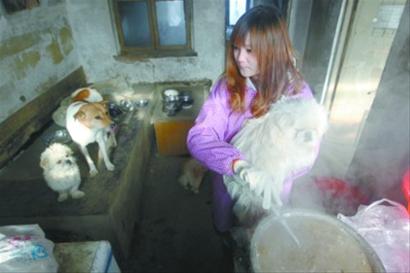 上班族組團(tuán)照料流浪狗過周末 出一半工資救動物