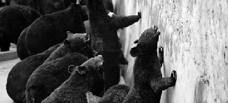 記者直擊活熊取膽:過(guò)程不到1分鐘、熊“太淡定”