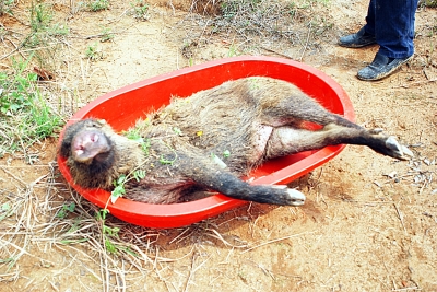 野覓食闖進(jìn)藏獒基地 護(hù)崽藏獒咬死入侵者