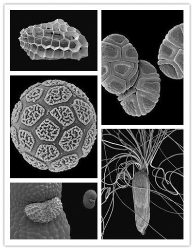 全球近3.4萬種植物瀕臨滅絕 種子銀行為生物多樣性備份