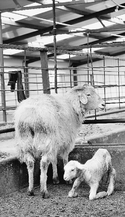 世界首例手工克隆綿羊“鵬鵬”帶來了什么？(圖)