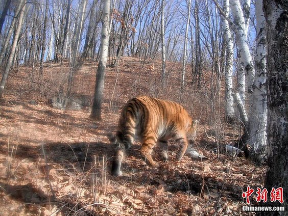 吉林省長(zhǎng)白山區(qū)再次拍攝到野生東北虎