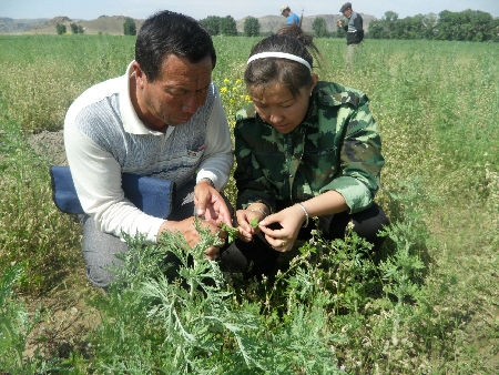 青河縣大學生“村官”為農(nóng)民傳授技術(shù)（圖）