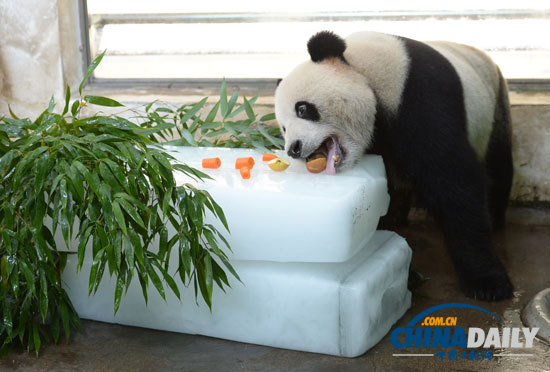 武漢遭遇持續(xù)高溫 大熊貓金絲猴冰上吃水果