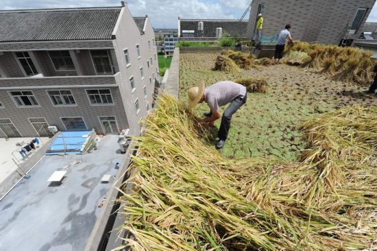 浙江溫嶺農(nóng)民在房頂種水稻