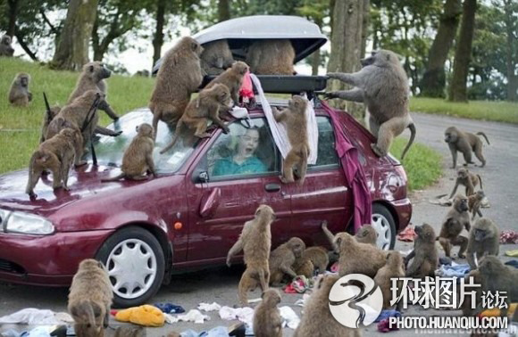 動物襲擊人的搞笑瞬間