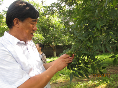 云南漾濞:小核桃創(chuàng)造大財富