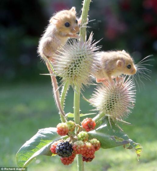 萌到了！瀕危物種 睡鼠孤兒勇奪藍(lán)莓果(高清)