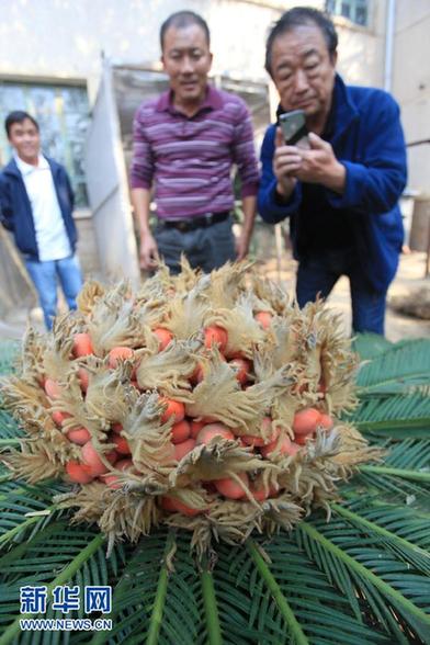 罕見 山東一鐵樹開花又結(jié)果