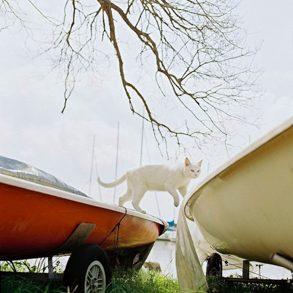 陽光下 我愿做一只慵懶的喵星人[組圖]