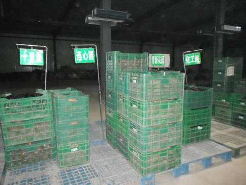 十八大后看河北:廊坊市固安縣蔬菜產(chǎn)業(yè)建設成果點擊