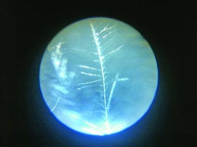 媒體揭羽絨制品內(nèi)幕:幾塊錢飛絲冒充幾百塊鵝絨