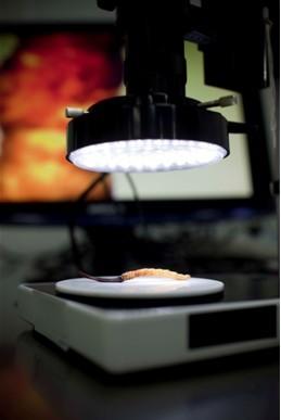 從質(zhì)疑到感動(dòng):打假斗士的極草之旅