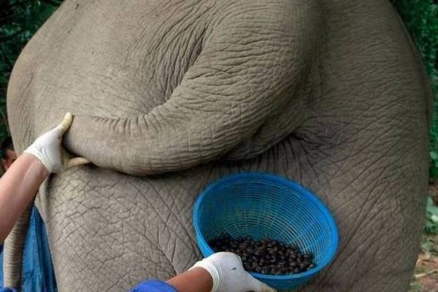 盤點(diǎn)動(dòng)物糞便的奇妙用途