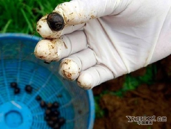 盤點(diǎn)動(dòng)物糞便的奇妙用途