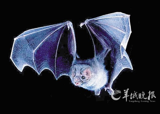 盤點動物糞便的奇妙用途