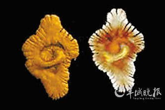 盤點動物糞便的奇妙用途