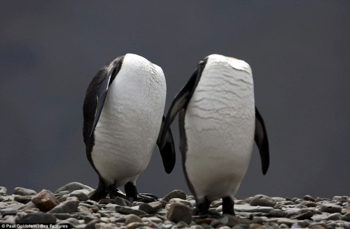 攝影師拍“無頭企鵝” 樂得差點沒拿穩(wěn)相機(jī)(圖)