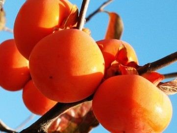 吐血推薦:營(yíng)養(yǎng)師最愛的食物