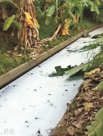 港驚現(xiàn)“牛奶河” 農(nóng)民稱每月會排“奶”一次(圖)