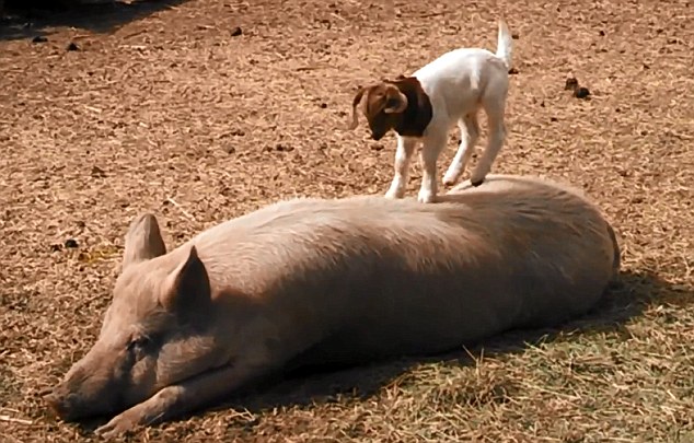 美農(nóng)場(chǎng)可愛羊羔躍上豬背令人捧腹(組圖)