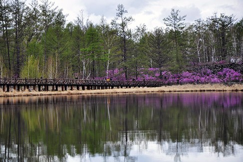 2013中國(guó)·內(nèi)蒙古大興安嶺杜鵑節(jié)開幕