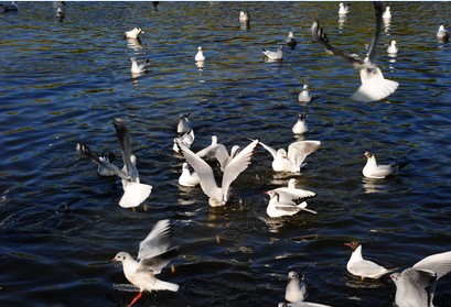 云南行:四季如春昆明語 春城無處不飛花