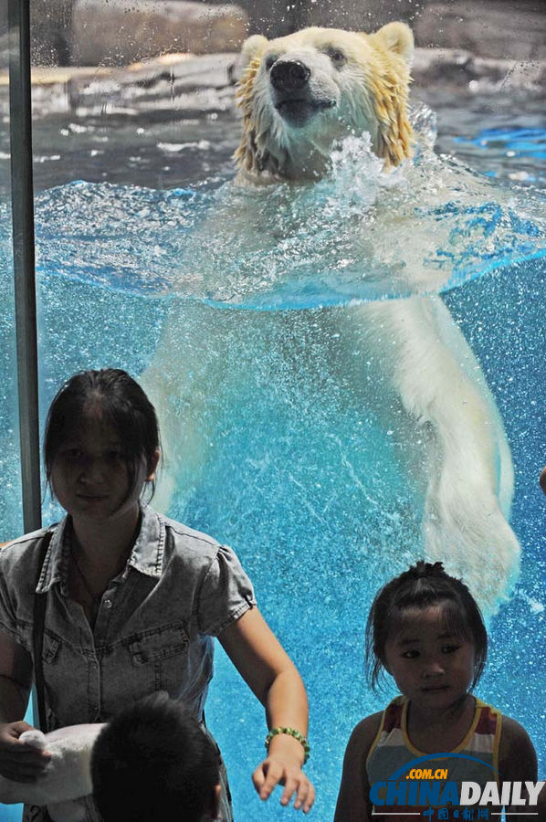 武漢：北極熊賣萌惹人愛