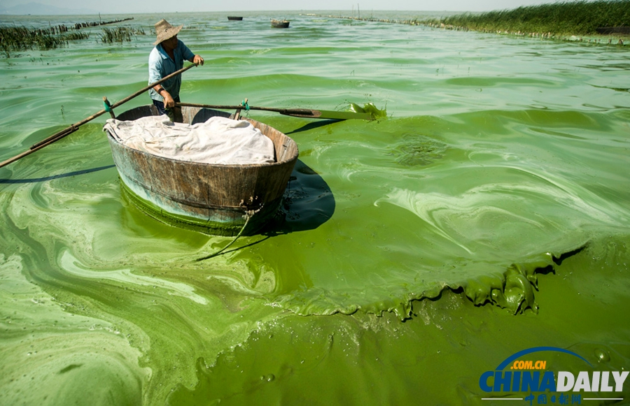 安徽巢湖東半湖藍(lán)藻大爆發(fā) 湖水粘稠幾成凍湖