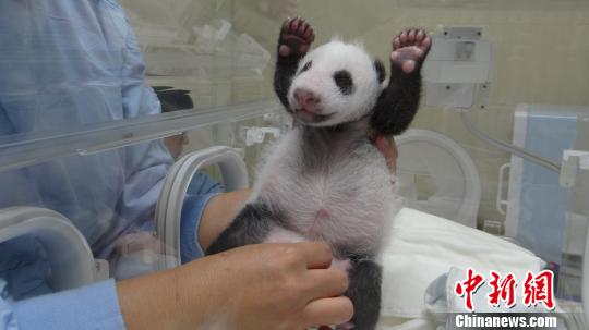 大陸贈臺大熊貓幼仔滿月 小胖妞萌態(tài)發(fā)威