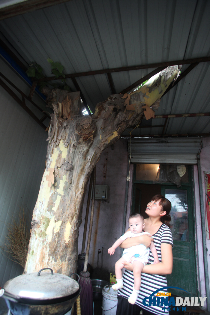 山東濟(jì)南：屋里“長”棵樹