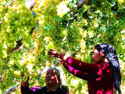 “吐魯番的葡萄熟了”2013中國重點(diǎn)旅游網(wǎng)絡(luò)媒體游新疆活動啟動