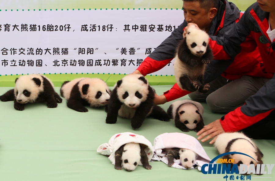 2013中國保護大熊貓研究中心熊貓寶寶集體亮相