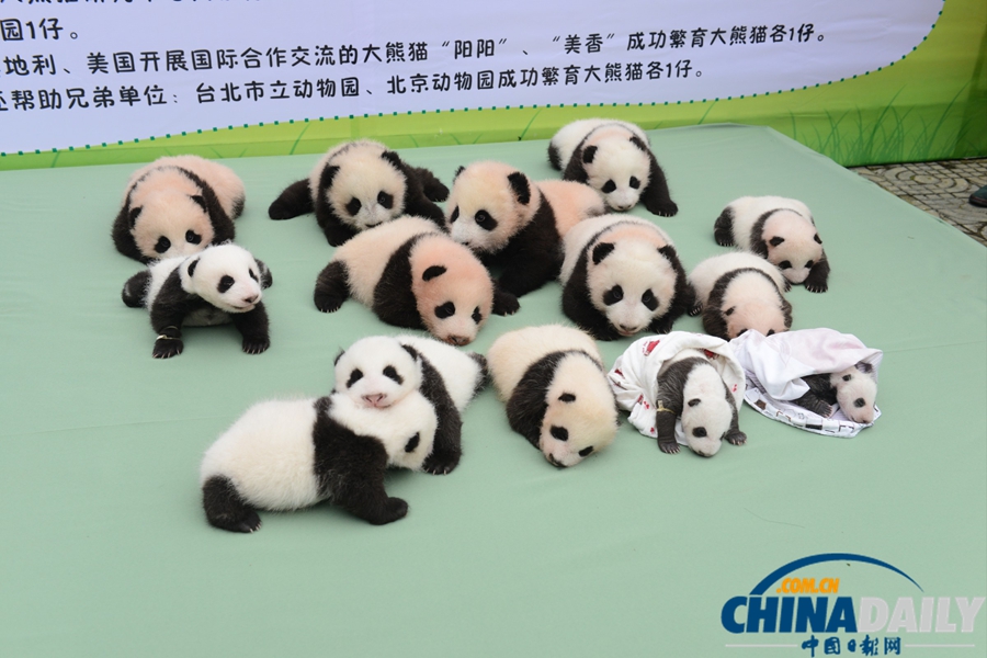 2013中國保護(hù)大熊貓研究中心熊貓寶寶集體亮相
