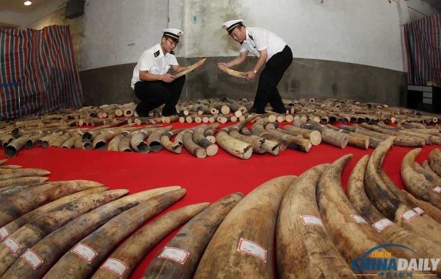 廈門(mén)海關(guān)查獲特大團(tuán)伙走私象牙案 價(jià)值6億人民幣