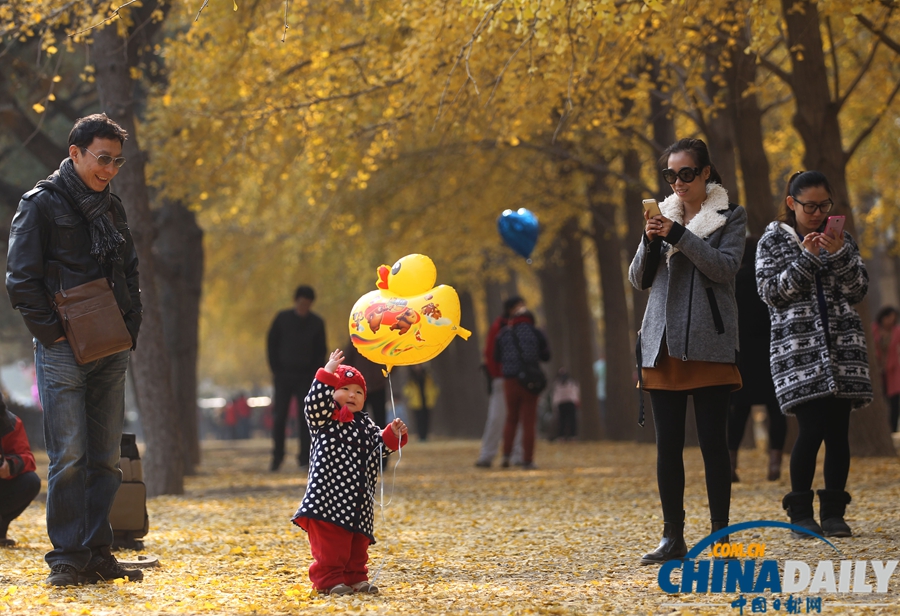 北京釣魚臺(tái)國(guó)賓館銀杏大道美景如畫