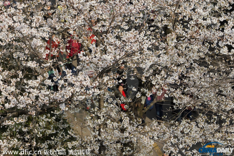 湖北武漢：武大櫻花開(kāi) 校園成公園
