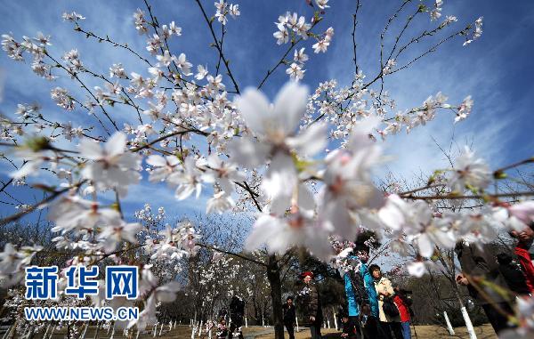 日本國花櫻花北京綻放（組圖）