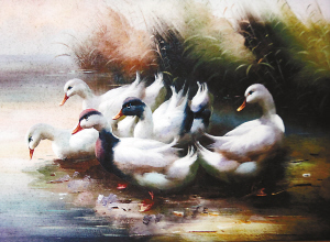 20年前救待宰黑天鵝 畫家昏迷4天10只黑天鵝輪番守護(hù)