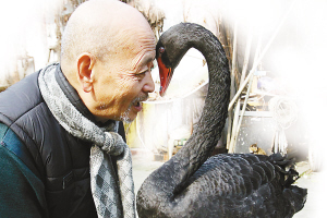 20年前救待宰黑天鵝 畫家昏迷4天10只黑天鵝輪番守護(hù)
