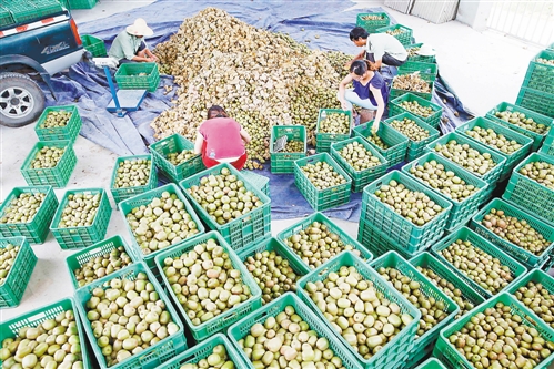 新常態(tài)下，尋求農(nóng)業(yè)發(fā)展方式新轉(zhuǎn)變