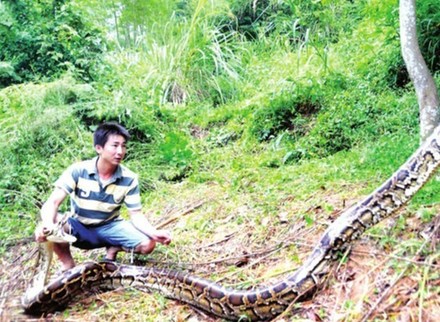 閩候3只巨蟒下了100多個(gè)蛋續(xù):捕蛇能手苦戰(zhàn)巨蟒